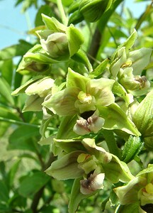 Epipactis helleborine subsp. neerlandica (Orchidaceae)  - Épipactide des Pays-Bas, Épipactide de Hollande, Épipactis des Pays-Bas Nord [France] 29/08/2001