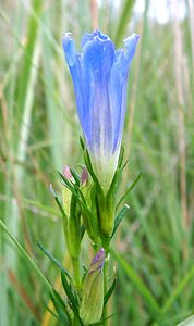 Gentiana pneumonanthe (Gentianaceae)  - Gentiane pneumonanthe, Gentiane des marais, Gentiane pulmonaire des marais - Marsh Gentian Turnhout [Belgique] 18/08/2001 - 30m