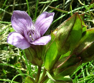 Gentianella campestris (Gentianaceae)  - Gentianelle des champs, Gentiane champêtre - Field Gentian  [Andorre] 01/08/2001 - 2400m