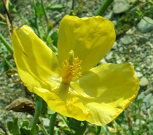 Glaucium flavum (Papaveraceae)  - Glaucier jaune, Glaucière jaune, Pavot jaune des sables - Yellow Horned Poppy Gard [France] 02/08/2001 - 470m