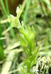 Hammarbya paludosa (Orchidaceae)  - Hammarbya des marais, Malaxis des tourbières, Malaxis à deux feuilles, Malaxide des marais, Malaxis des marais - Bog Orchid Turnhout [Belgique] 18/08/2001 - 30m