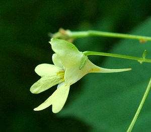 Impatiens parviflora (Balsaminaceae)  - Impatiente à petites fleurs, Balsamine à petites fleurs - Small Balsam, Small-flowered Touch-me-not Turnhout [Belgique] 18/08/2001 - 30m