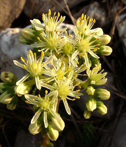 Petrosedum sediforme (Crassulaceae)  - Orpin blanc jaunâtre, Orpin de Nice, Sédum de Nice - Pale Stonecrop Gard [France] 02/08/2001 - 470m