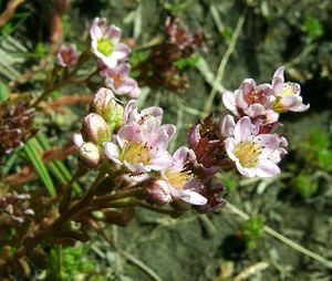 Sedum villosum (Crassulaceae)  - Orpin velu, Orpin pubescent - Hairy Stonecrop  [Andorre] 01/08/2001 - 2400m