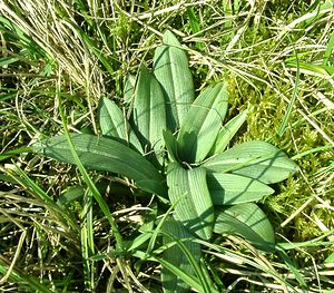 Ophrys fuciflora (Orchidaceae)  - Ophrys bourdon, Ophrys frelon - Late Spider-orchid Aisne [France] 17/02/2002 - 130m