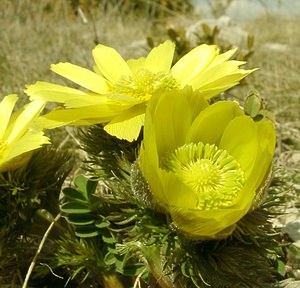 Adonis vernalis (Ranunculaceae)  - Adonis de printemps Lozere [France] 01/04/2002 - 1020m