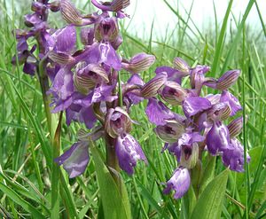 Anacamptis morio (Orchidaceae)  - Anacamptide bouffon, Orchis bouffon Cantal [France] 12/04/2002 - 650m