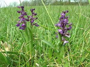 Anacamptis morio (Orchidaceae)  - Anacamptide bouffon, Orchis bouffon Cantal [France] 12/04/2002 - 650m