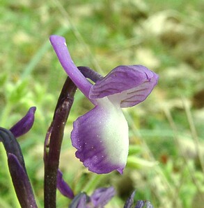 Anacamptis morio subsp. champagneuxii (Orchidaceae)  - Anacamptide de Champagneux, Orchis de Champagneux Var [France] 08/04/2002 - 100m