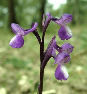 Anacamptis morio subsp. champagneuxii (Orchidaceae)  - Anacamptide de Champagneux, Orchis de Champagneux Var [France] 08/04/2002 - 100m