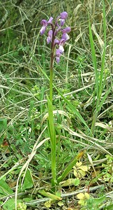 Anacamptis morio subsp. champagneuxii (Orchidaceae)  - Anacamptide de Champagneux, Orchis de Champagneux Var [France] 09/04/2002 - 80m