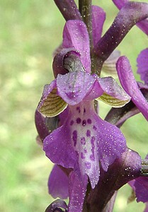 Anacamptis morio subsp. picta (Orchidaceae)  - Anacamptide peinte, Orchis peint Var [France] 08/04/2002 - 120m