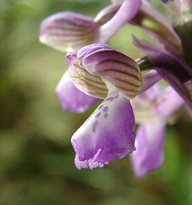 Anacamptis morio subsp. picta (Orchidaceae)  - Anacamptide peinte, Orchis peint Var [France] 08/04/2002 - 120m