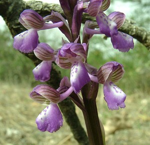 Anacamptis morio subsp. picta (Orchidaceae)  - Anacamptide peinte, Orchis peint Var [France] 08/04/2002 - 120m