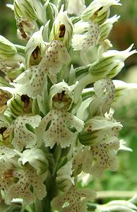 Neotinea lactea (Orchidaceae)  - Néotinée lactée, Orchis laiteux, Orchis lacté Var [France] 08/04/2002 - 130m