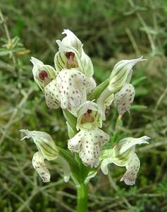 Neotinea lactea (Orchidaceae)  - Néotinée lactée, Orchis laiteux, Orchis lacté Var [France] 08/04/2002 - 130m