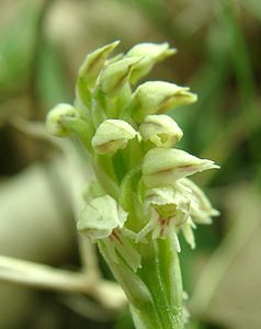 Neotinea maculata (Orchidaceae)  - Néotinée maculée, Orchis maculé - Dense-flowered Orchid Var [France] 08/04/2002 - 120m