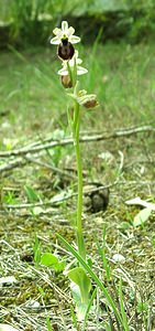 Ophrys arachnitiformis (Orchidaceae)  - Ophrys à forme d'araignée, Ophrys en forme d'araignée, Ophrys arachnitiforme, Ophrys brillant Var [France] 07/04/2002 - 150m