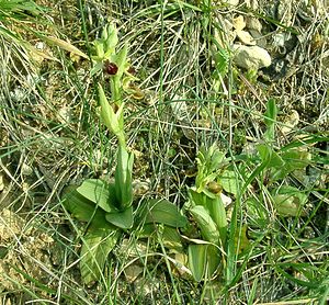 Ophrys aranifera (Orchidaceae)  - Ophrys araignée, Oiseau-coquet - Early Spider-orchid Lozere [France] 01/04/2002 - 460m