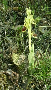 Ophrys aranifera (Orchidaceae)  - Ophrys araignée, Oiseau-coquet - Early Spider-orchid Lozere [France] 01/04/2002 - 460m