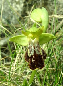 Ophrys fusca (Orchidaceae)  - Ophrys brun Alpes-de-Haute-Provence [France] 05/04/2002 - 360m