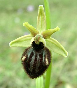 Ophrys incubacea (Orchidaceae)  - Ophrys noir, Ophrys de petite taille, Ophrys noirâtre Var [France] 07/04/2002 - 90m