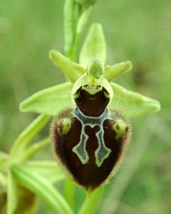 Ophrys incubacea (Orchidaceae)  - Ophrys noir, Ophrys de petite taille, Ophrys noirâtre Var [France] 07/04/2002 - 90m