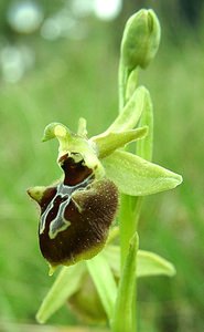 Ophrys incubacea (Orchidaceae)  - Ophrys noir, Ophrys de petite taille, Ophrys noirâtre Var [France] 07/04/2002 - 90m