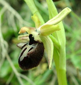 Ophrys incubacea (Orchidaceae)  - Ophrys noir, Ophrys de petite taille, Ophrys noirâtre Var [France] 07/04/2002 - 90m