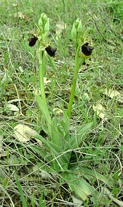 Ophrys incubacea (Orchidaceae)  - Ophrys noir, Ophrys de petite taille, Ophrys noirâtre Var [France] 09/04/2002 - 90m