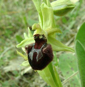 Ophrys incubacea (Orchidaceae)  - Ophrys noir, Ophrys de petite taille, Ophrys noirâtre Var [France] 09/04/2002 - 90m