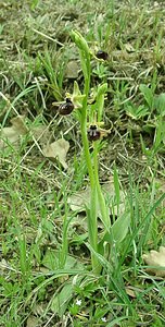 Ophrys incubacea (Orchidaceae)  - Ophrys noir, Ophrys de petite taille, Ophrys noirâtre Var [France] 09/04/2002 - 90m