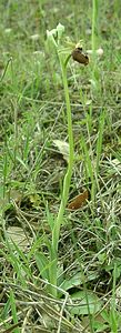 Ophrys incubacea (Orchidaceae)  - Ophrys noir, Ophrys de petite taille, Ophrys noirâtre Var [France] 09/04/2002 - 90m