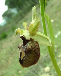 Ophrys incubacea (Orchidaceae)  - Ophrys noir, Ophrys de petite taille, Ophrys noirâtre Var [France] 09/04/2002 - 90m