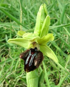 Ophrys incubacea (Orchidaceae)  - Ophrys noir, Ophrys de petite taille, Ophrys noirâtre Var [France] 09/04/2002 - 80m