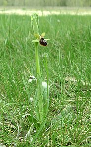 Ophrys passionis (Orchidaceae)  - Ophrys de la Passion Bouches-du-Rhone [France] 02/04/2002 - 160m