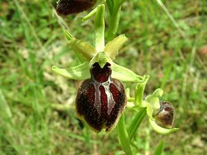 Ophrys passionis (Orchidaceae)  - Ophrys de la Passion Bouches-du-Rhone [France] 04/04/2002 - 110m