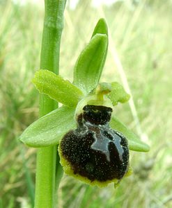 Ophrys passionis (Orchidaceae)  - Ophrys de la Passion Bouches-du-Rhone [France] 04/04/2002 - 110m