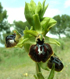 Ophrys passionis (Orchidaceae)  - Ophrys de la Passion Bouches-du-Rhone [France] 04/04/2002 - 110m