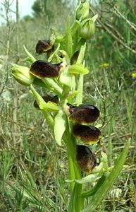 Ophrys passionis (Orchidaceae)  - Ophrys de la Passion Bouches-du-Rhone [France] 04/04/2002 - 110m