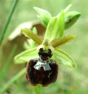 Ophrys passionis (Orchidaceae)  - Ophrys de la Passion Var [France] 07/04/2002 - 90m