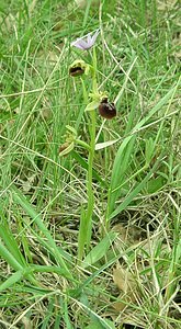 Ophrys provincialis (Orchidaceae)  - Ophrys de Provence Var [France] 09/04/2002 - 90m