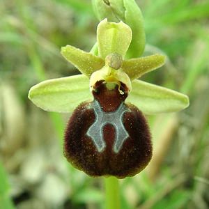 Ophrys provincialis (Orchidaceae)  - Ophrys de Provence Var [France] 09/04/2002 - 90m