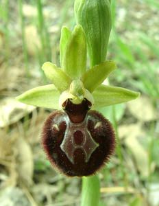 Ophrys provincialis (Orchidaceae)  - Ophrys de Provence Var [France] 09/04/2002 - 80m