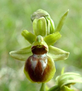 Ophrys virescens (Orchidaceae)  - Ophrys verdissant Pas-de-Calais [France] 27/04/2002 - 90m