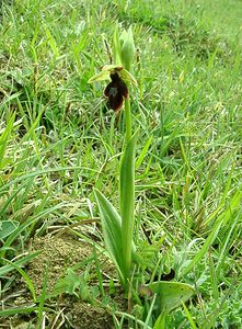 Ophrys x hybrida (Orchidaceae)  - Ophrys hybrideOphrys insectifera x Ophrys sphegodes. Pas-de-Calais [France] 20/04/2002 - 90m