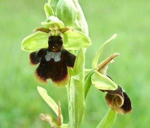 Ophrys x hybrida (Orchidaceae)  - Ophrys hybrideOphrys insectifera x Ophrys sphegodes. Pas-de-Calais [France] 27/04/2002 - 80m