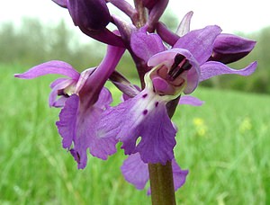 Orchis mascula (Orchidaceae)  - Orchis mâle - Early-purple Orchid Cantal [France] 12/04/2002 - 650m