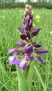 Orchis mascula (Orchidaceae)  - Orchis mâle - Early-purple Orchid Cantal [France] 12/04/2002 - 650m