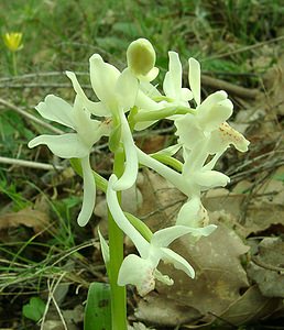 Orchis provincialis (Orchidaceae)  - Orchis de Provence Var [France] 08/04/2002 - 120m